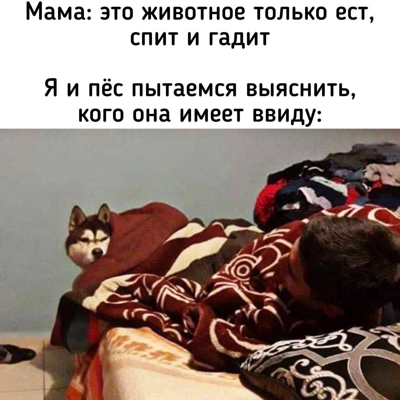 Мама: это животное только ест, спит и гадит Я и пёс пытаемся выяснить, кого она имеет ввиду: