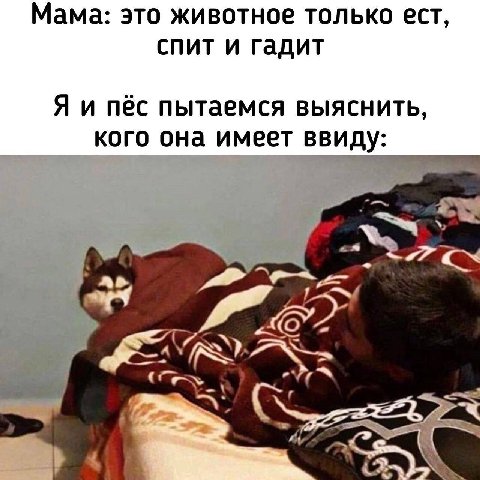 Мама: это животное только ест, спит и гадит Я и пёс пытаемся выяснить, кого она имеет ввиду: