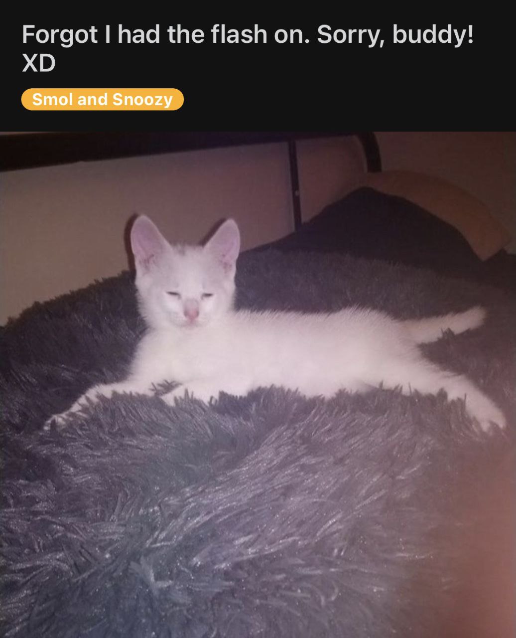Forgot had the flash on. Sorry, buddy! Smol and Snoozy