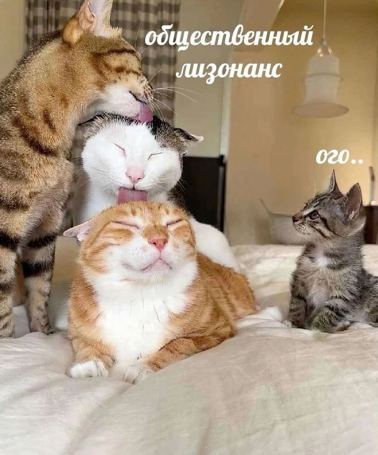 лизонанс 020..