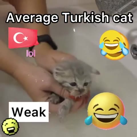 Average Turkish icat АмегадеТигк$Вксае Ауегаде в ИИ Average,Armenian,cat;