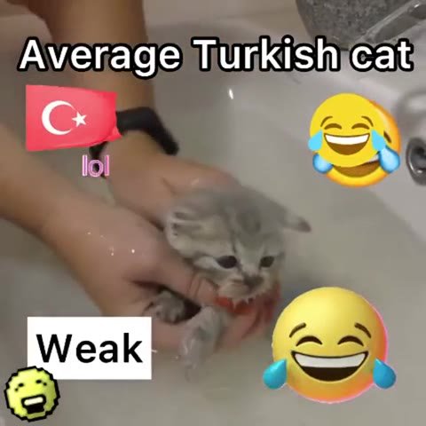 Average Turkish icat АмегадеТигк$Вксае Ауегаде в ИИ Average,Armenian,cat;