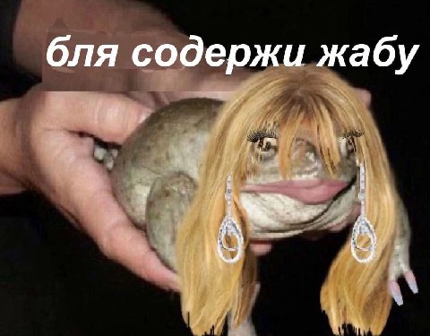 бля содержи жабу
