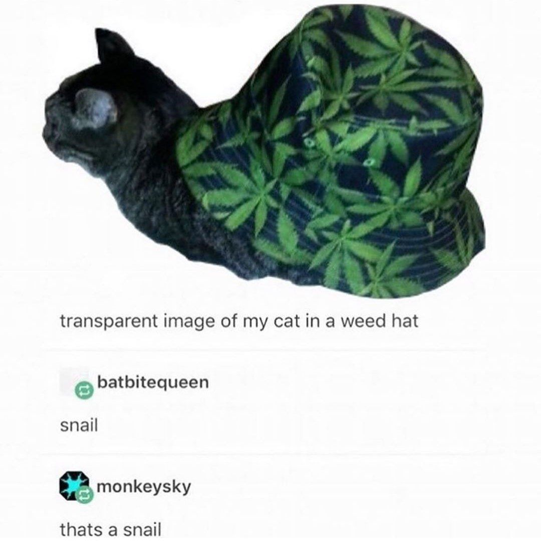 transparent image of my cat in a weed hat batbitequeen snail monkeysky thats a snail