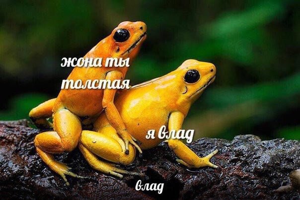 Пия я блад