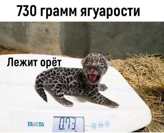 730 грамм ягуарости Лежит орёт TANITA