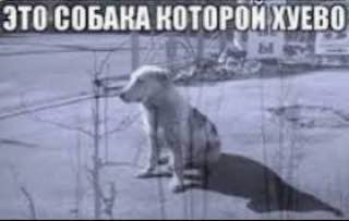 soba4ka, мы тебя понимаем =(