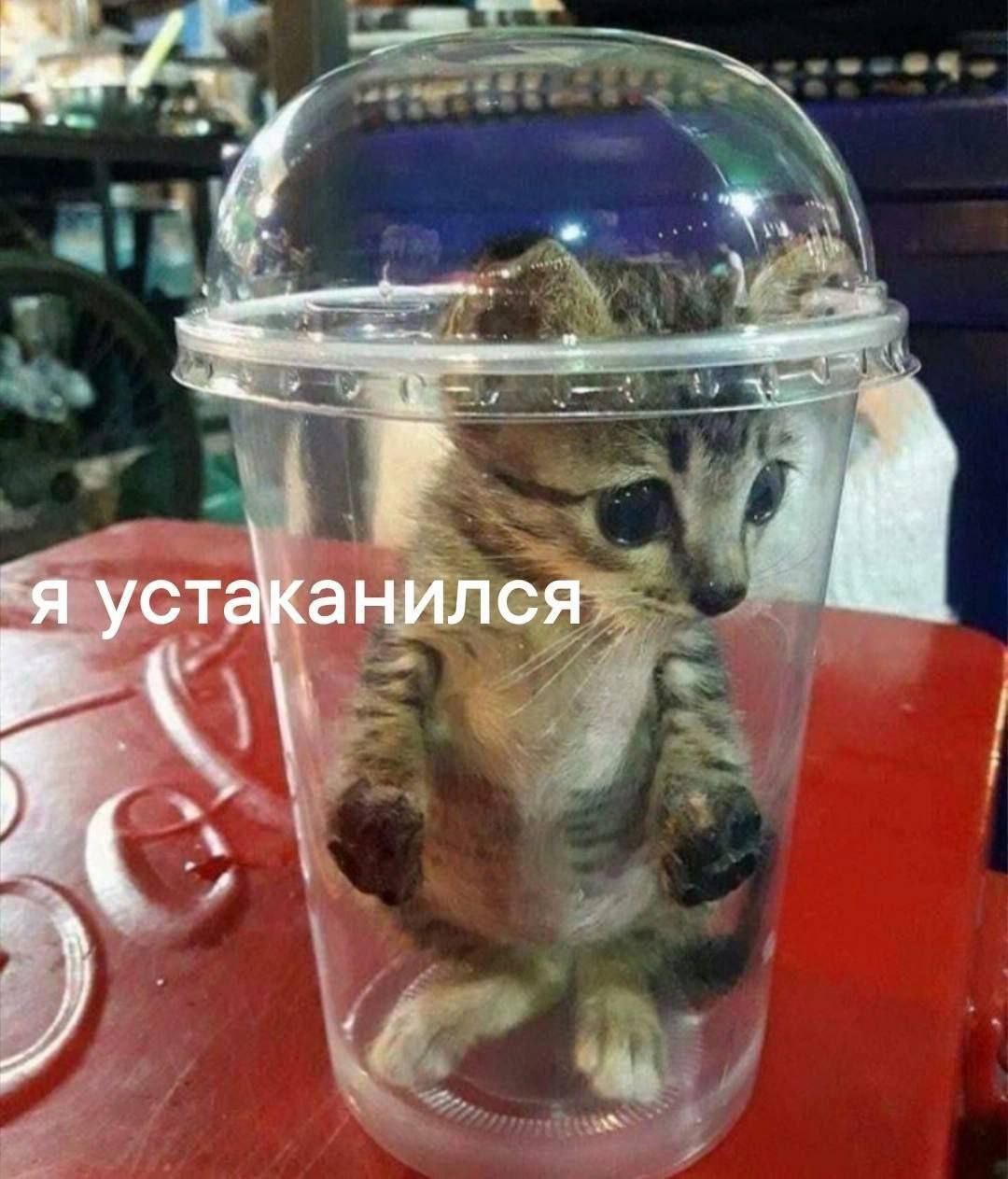 у A ‘я устаканился