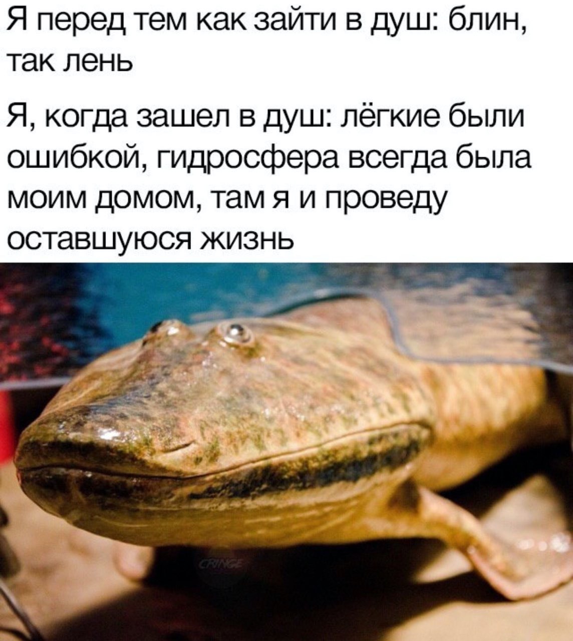 Я перед тем как зайти в душ: блин, так лень Я, когда зашел в душ: лёгкие были ошибкой, гидросфера всегда была моим домом, там я и проведу оставшуюся жизнь у