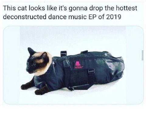 This cat looks like it's gonna drop the hottest deconstructed dance music of 2019