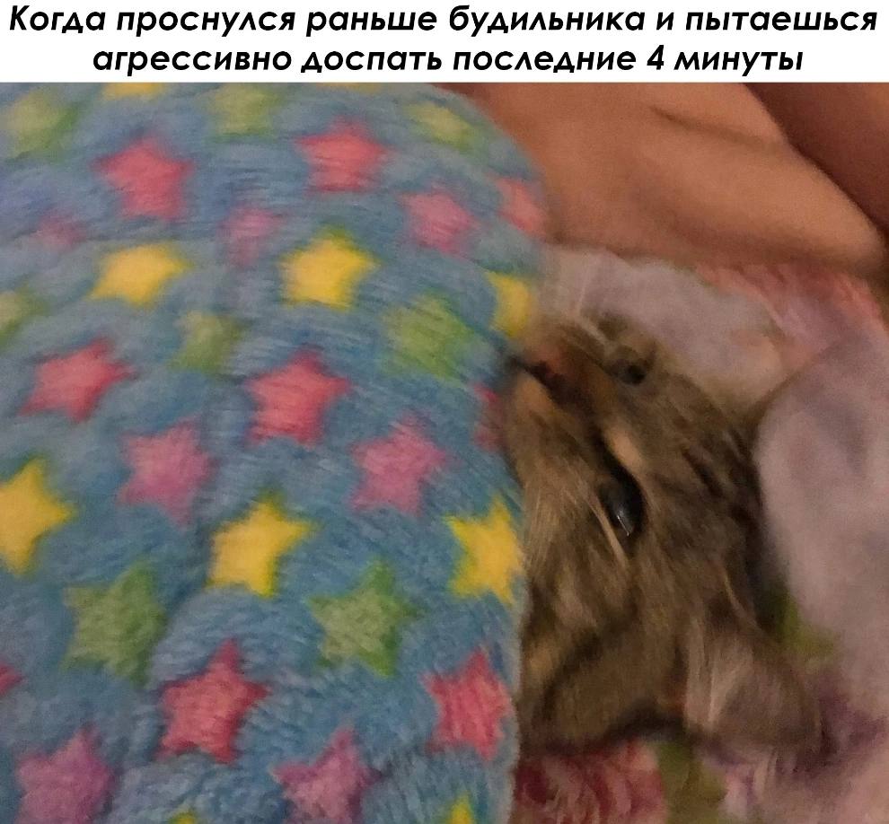 Когда проснулся раньше будильника и пытаешься агрессивно доспать последние 4 минуты