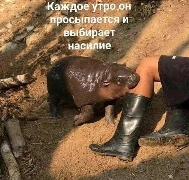 Каждое утро.он Просыпается и выбирает насилие