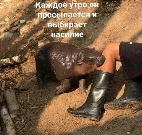 Каждое утро.он Просыпается и выбирает насилие