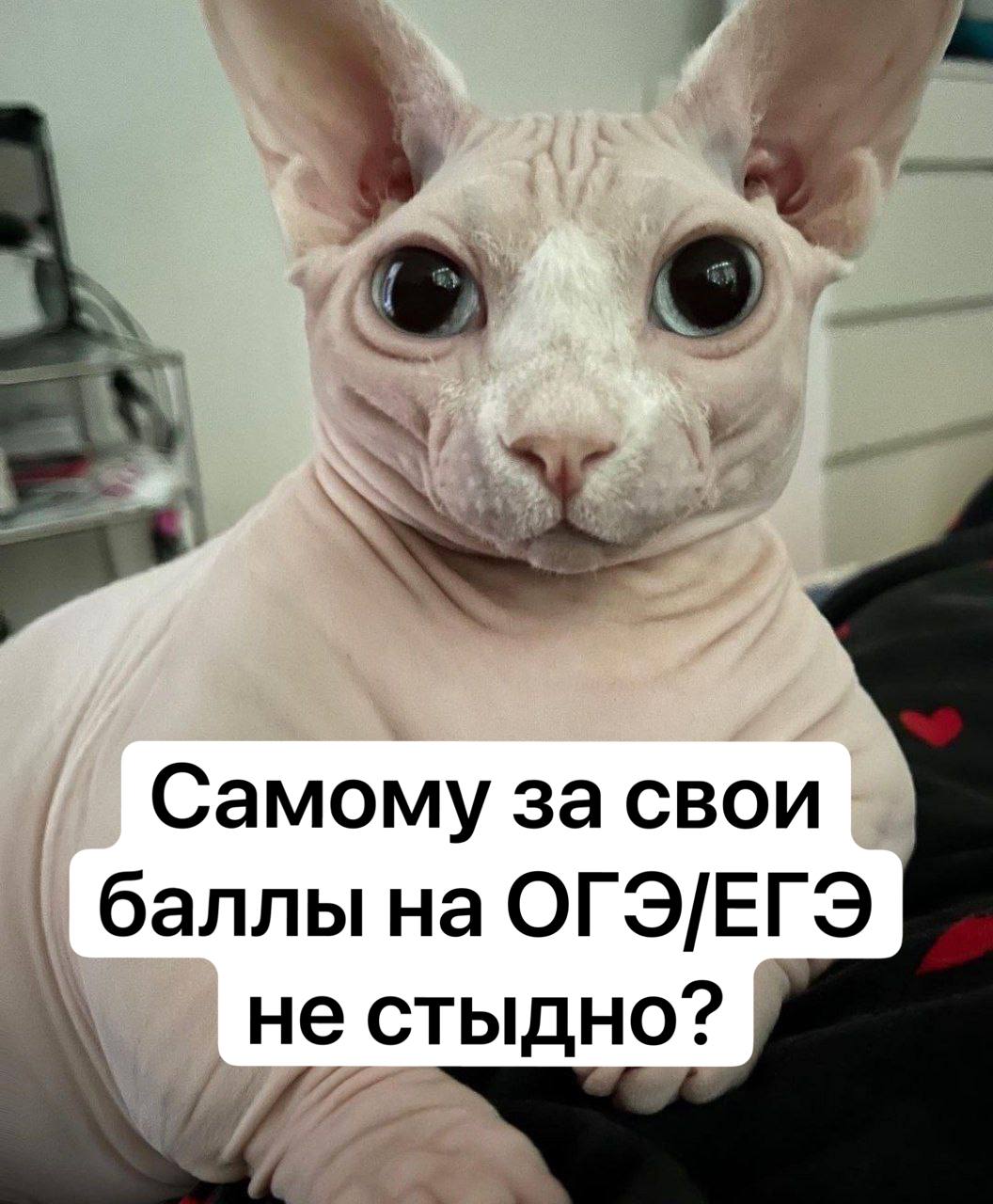 Самому за свои баллы на ОГЭ/ЕГЭ не стыдно?