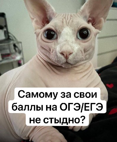 Самому за свои баллы на ОГЭ/ЕГЭ не стыдно?