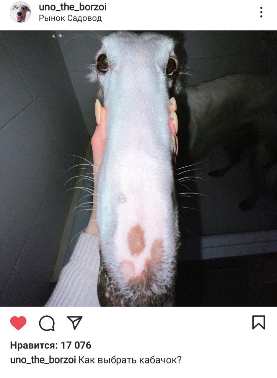 uno_the_borzoi Рынок Садовод i Нравится: 17 076 uno_the_borzoi Как выбрать кабачок?