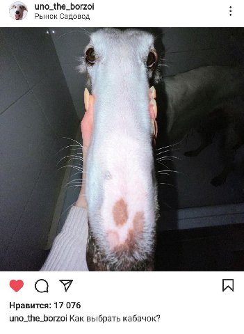 uno_the_borzoi Рынок Садовод i Нравится: 17 076 uno_the_borzoi Как выбрать кабачок?