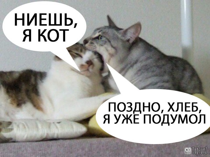НИЕШЬ, Я КОТ "ПОЗДНО, ХЛЕБ, Я УЖЕ ПОДУМОЛ