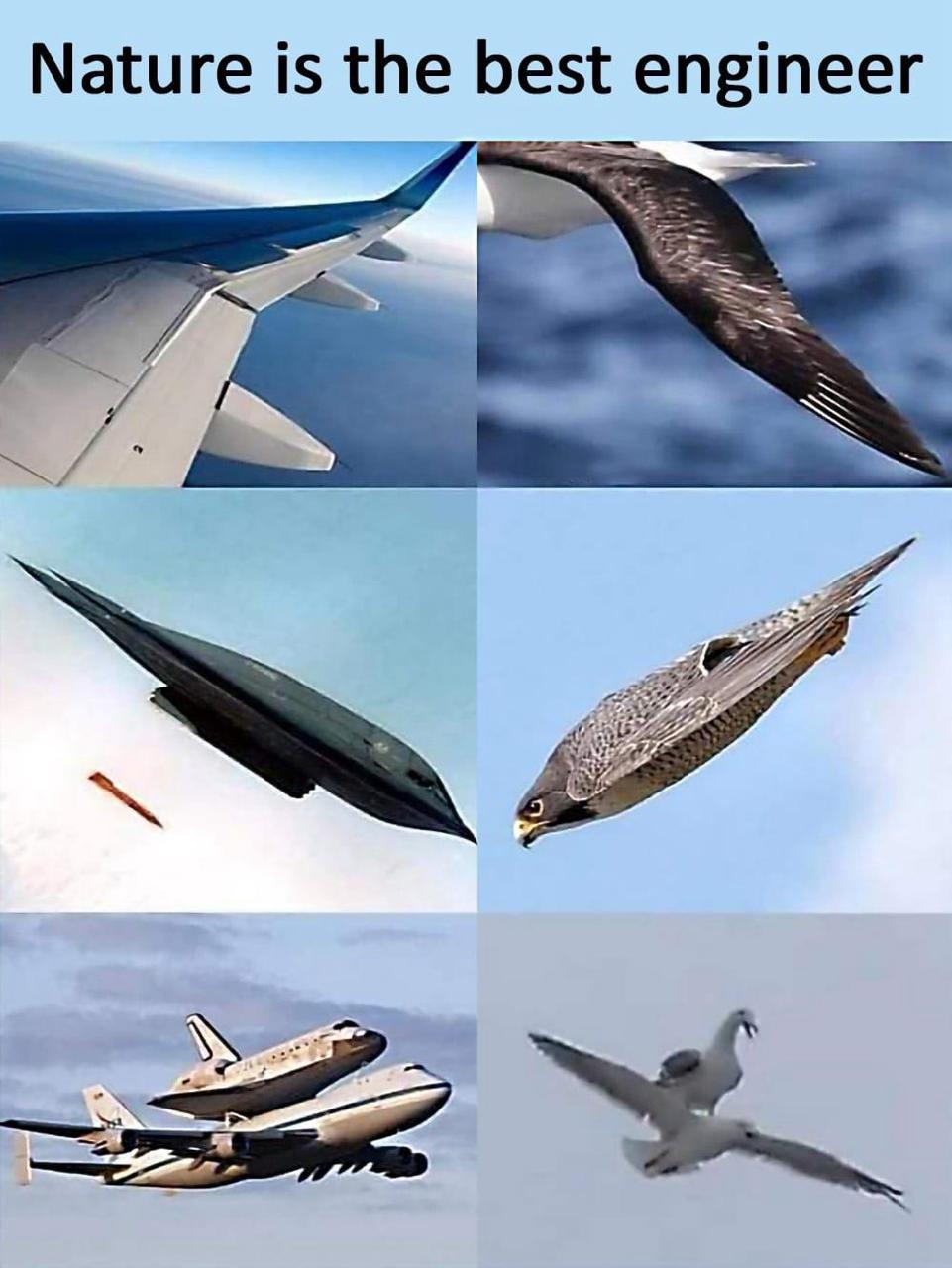 Nature is the best engineer