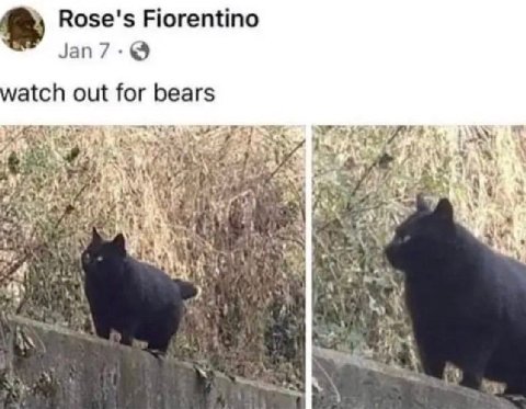 Rose's Fiorentino atch out for bears 4 5. у a a