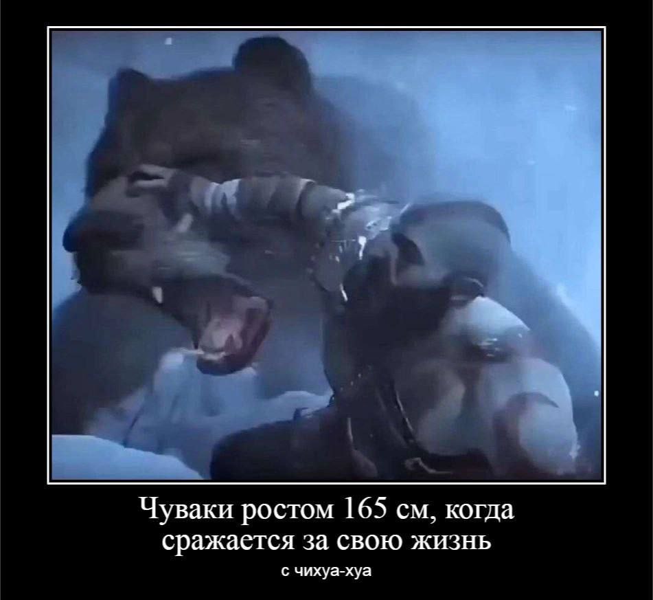Чуваки ростом 165 когда сражается за свою жизнь с чихуа-хуа