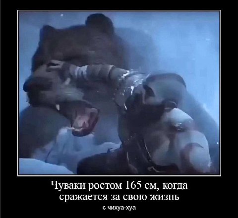 Чуваки ростом 165 когда сражается за свою жизнь с чихуа-хуа