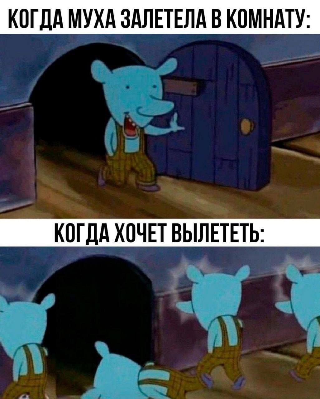 КОГДА МУХА ЗАЛЕТЕЛА В КОМНАТУ: КОГДА ХОЧЕТ ВЫЛЕТЕТЬ: