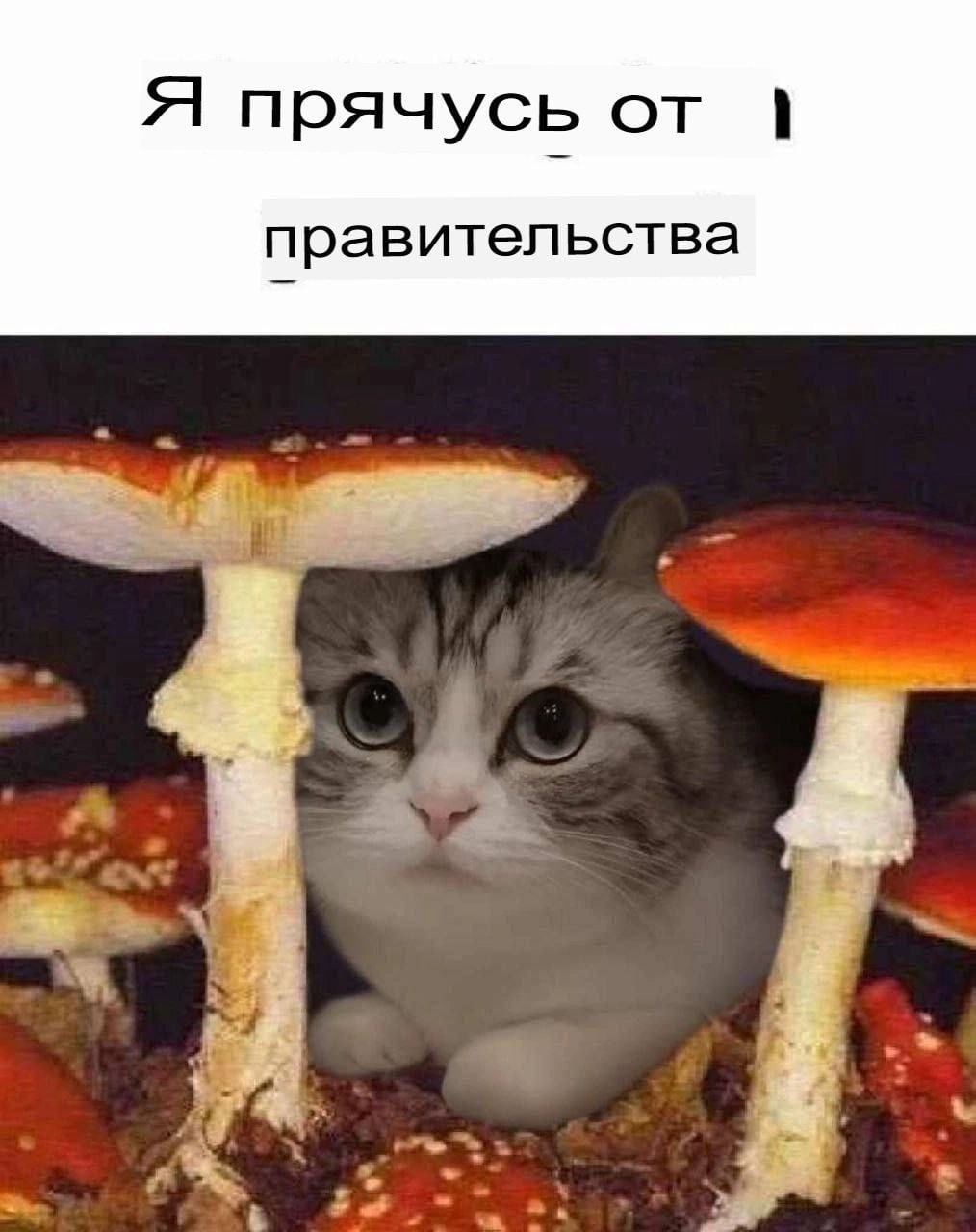 A прячусь от правител ьства 4