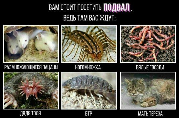 ВАМ СТОИТ ПОСЕТИТЬ ПОДВАЛ. ВЕДЬ ТАМ ВАС ЖДУТ: РАЗМНОЖАЮЩИЕСЯ ПАЦАНЫ НОГОМНОЖКА ВЯЛЫЕ ГВОЗДИ ДЯДЯ ТОЛЯ БТР МАТЬ ТЕРЕЗА