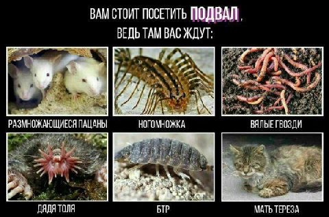 ВАМ СТОИТ ПОСЕТИТЬ ПОДВАЛ. ВЕДЬ ТАМ ВАС ЖДУТ: РАЗМНОЖАЮЩИЕСЯ ПАЦАНЫ НОГОМНОЖКА ВЯЛЫЕ ГВОЗДИ ДЯДЯ ТОЛЯ БТР МАТЬ ТЕРЕЗА