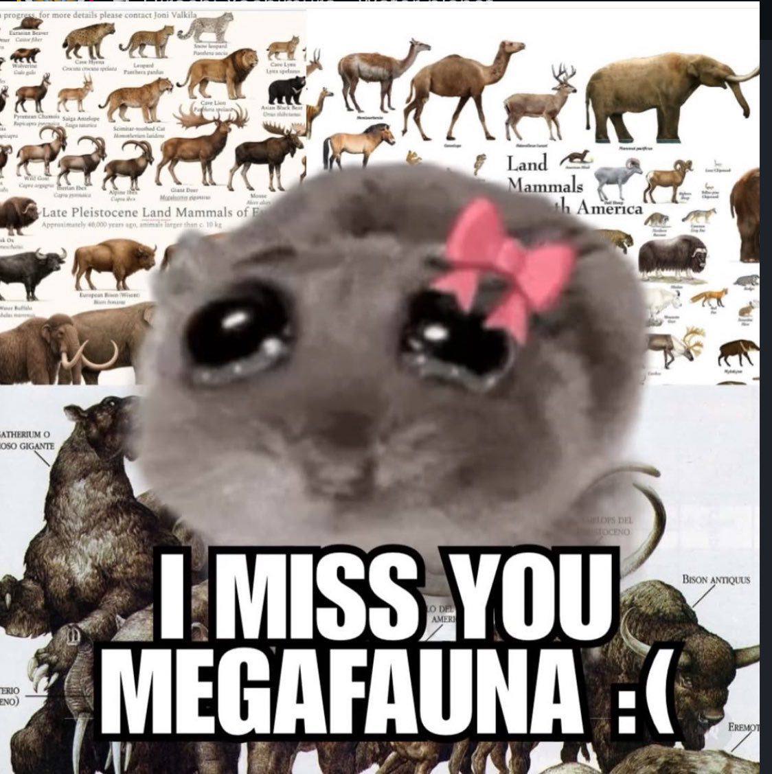 МЕСАЕАОНА 4