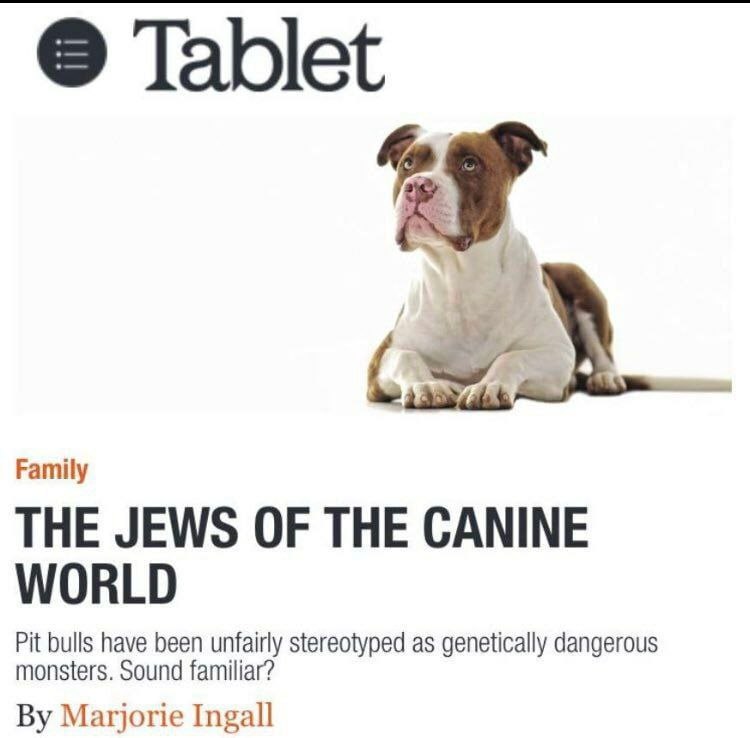 Tablet Family THE JEWS OF THE CANINE WORLD Pit bulls have been unfairly stereotyped as genetically dangerous monsters. Sound familiar? Marjorie Ingall