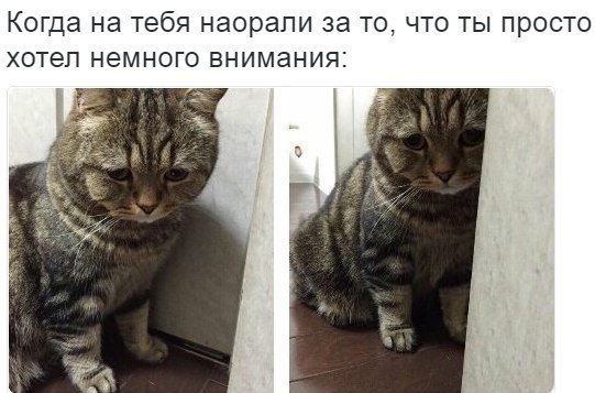 Когда на тебя наорали за то, что ты просто хотел немного внимания: 2