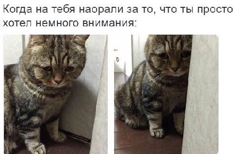 Когда на тебя наорали за то, что ты просто хотел немного внимания: 2
