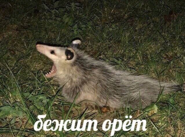 бежит