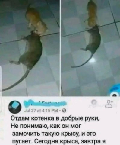 a ЛИ 27 at Отдам котенка в добрые руки, Не понимаю, как он мог замочить такую крысу, и это пугает. Сегодня крыса, завтра я