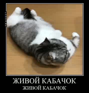 ЖИВОЙ КАБАЧОК ЖИВОЙ KABAYOK