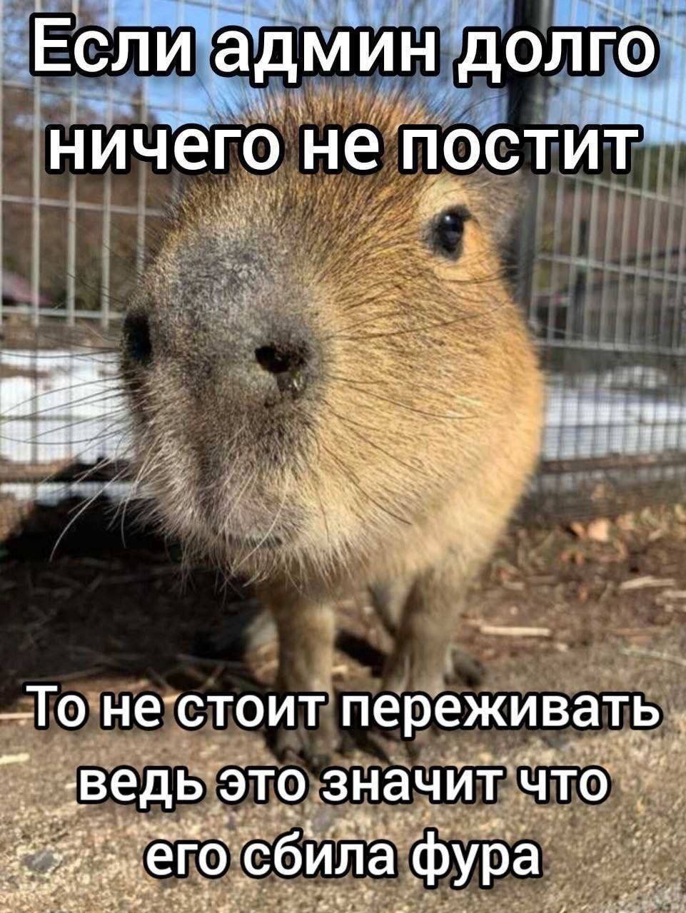 Если админ долго ничего не постит переживать. ведь это значит что сбила фура