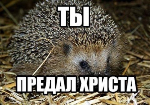 at я ИСТА РЕДАЛ