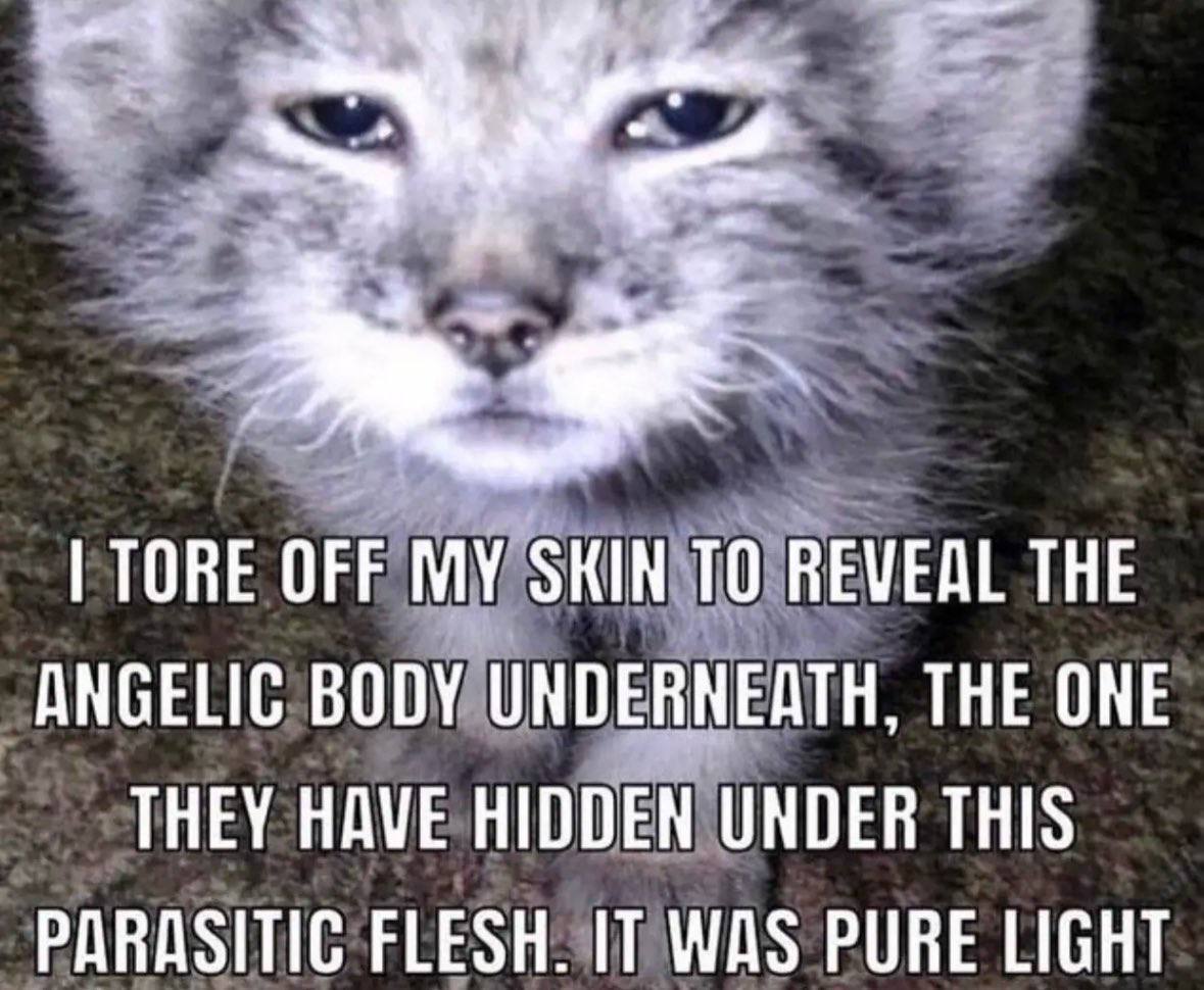 ТОВЕ OFF SKIN ТО REVEAL THE ANGELIC BODY UNDERNEATH, THE ONE THEY HAVE HIDDEN UNDER THIS PARASITIC FLESH. IT WAS PURE LIGHT