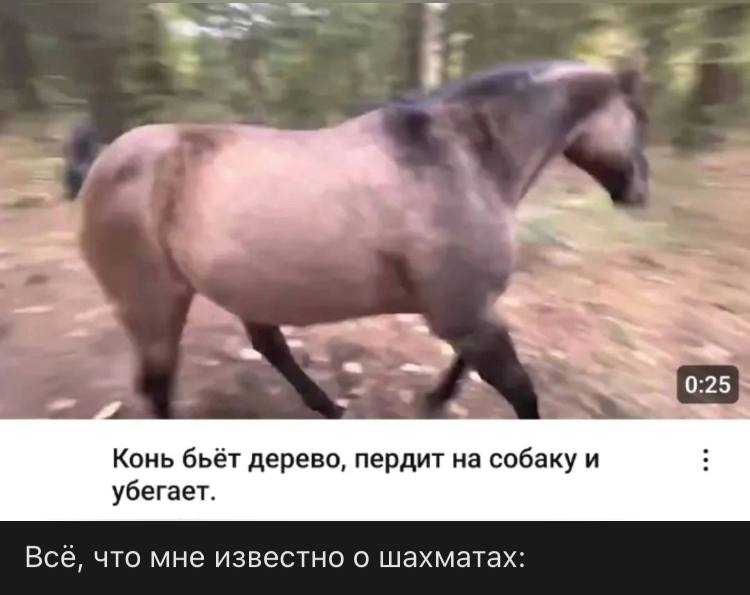 меня часто спрашивают, знаю ли я о связи коня и пердуна.