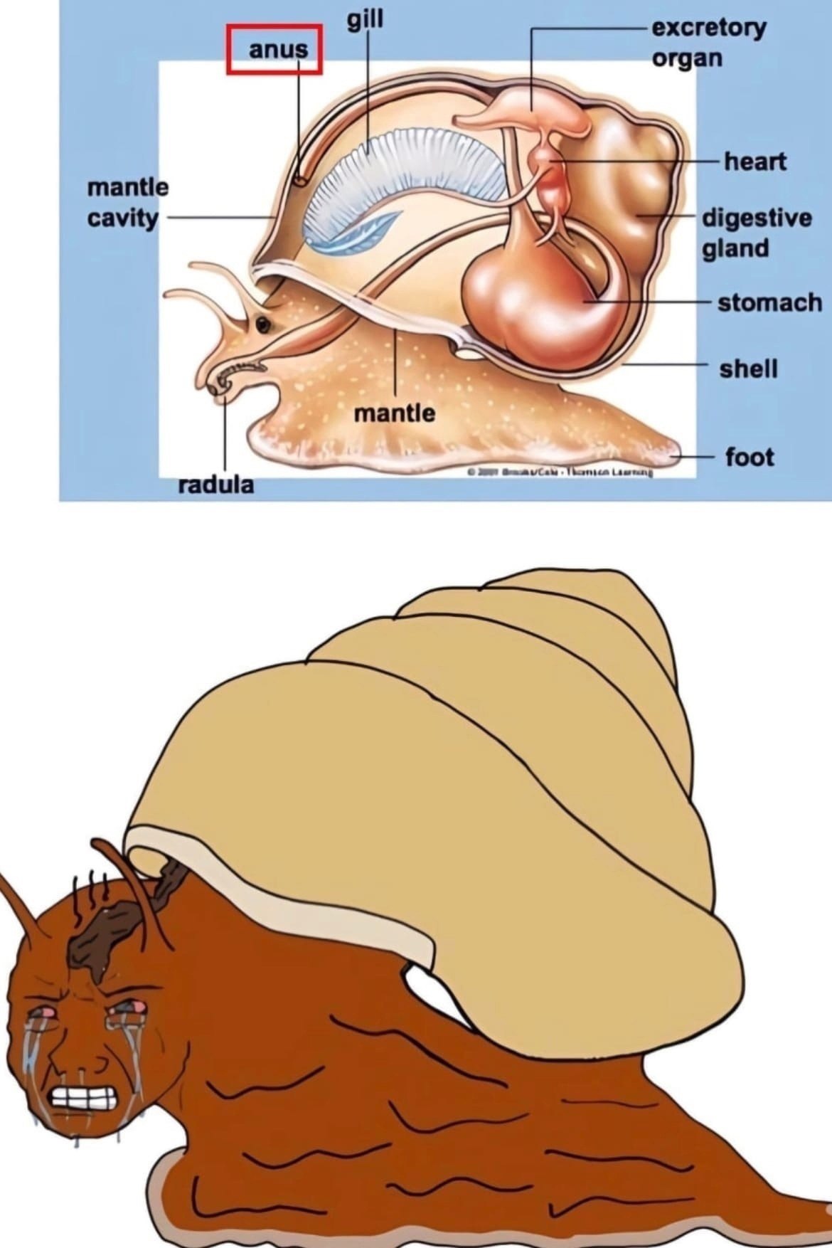 gill excretory organ heart mantle cavity gland digestive stomach shell radula
