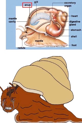 gill excretory organ heart mantle cavity gland digestive stomach shell radula