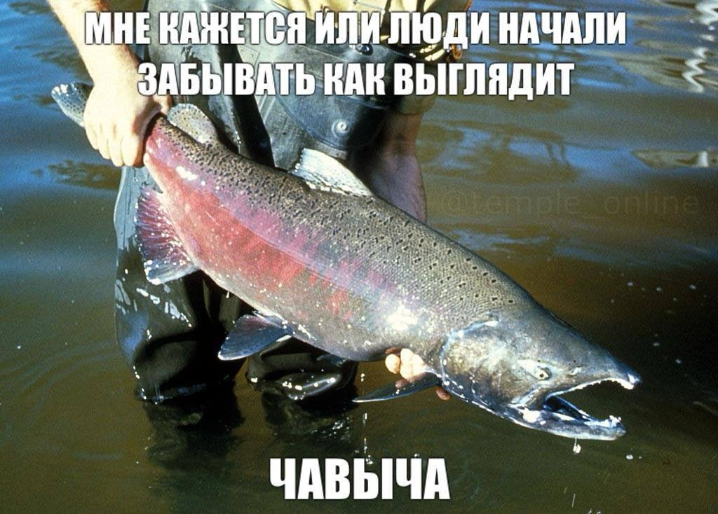 МНЕ КАЖЕТСЯ "ИЛИ. ЛЮДИ НАЧАЛИ ЗАБЫВАТЬ КАК ВЫГЛЯДИТ 4 1 tte ЧАВЫЧА