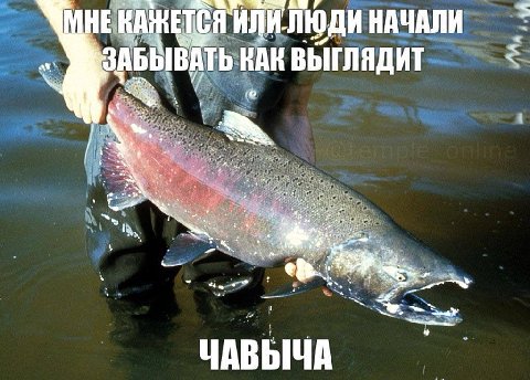 МНЕ КАЖЕТСЯ "ИЛИ. ЛЮДИ НАЧАЛИ ЗАБЫВАТЬ КАК ВЫГЛЯДИТ 4 1 tte ЧАВЫЧА