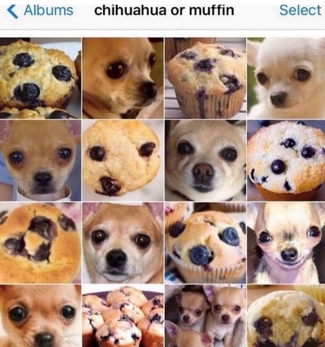 Albums chihuahua or muffin