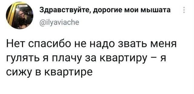 Здравствуйте, дорогие мои мышата @ilyaviache Нет спасибо не надо звать меня гулять я плачу за квартиру я сижу в квартире