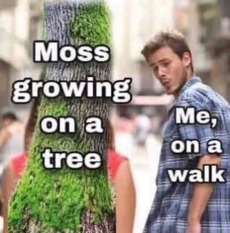 опа' опа tree walk