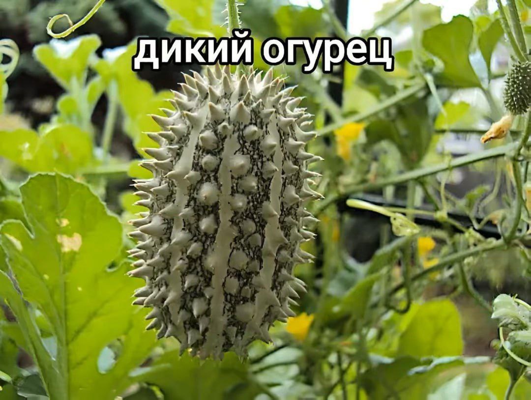 дикий А