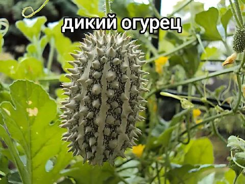 дикий А